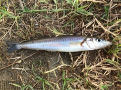 キスの釣果