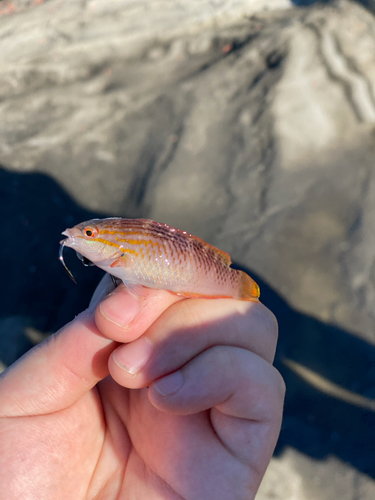 アカササノハベラの釣果