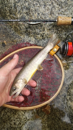 ニジマスの釣果