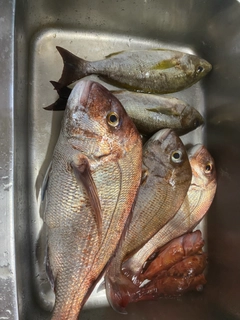 マダイの釣果