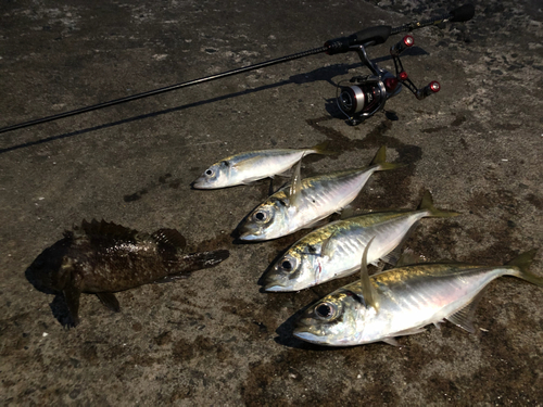 アジの釣果