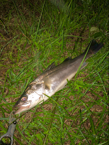 スズキの釣果