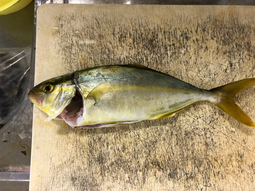 ショゴの釣果