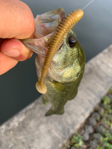 ブラックバスの釣果