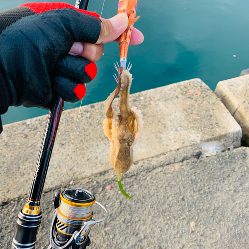 マダコの釣果