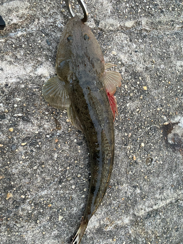 マゴチの釣果