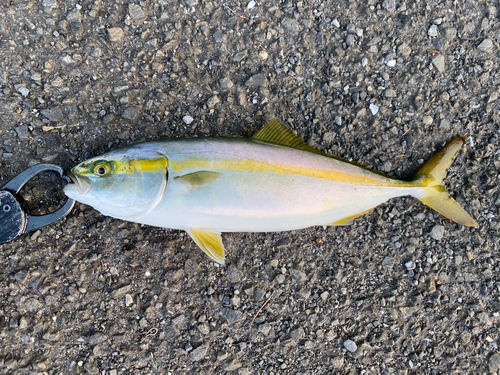 ワカシの釣果