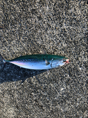 ソウダガツオの釣果