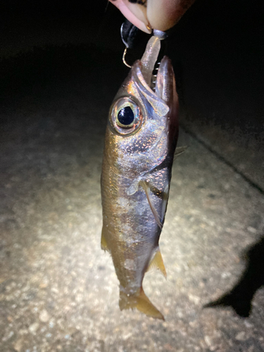 クロムツの釣果