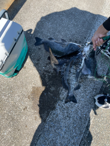 クロダイの釣果