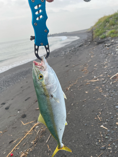 ワカシの釣果