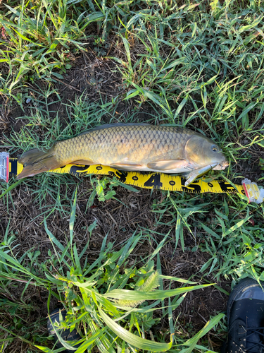 コイの釣果