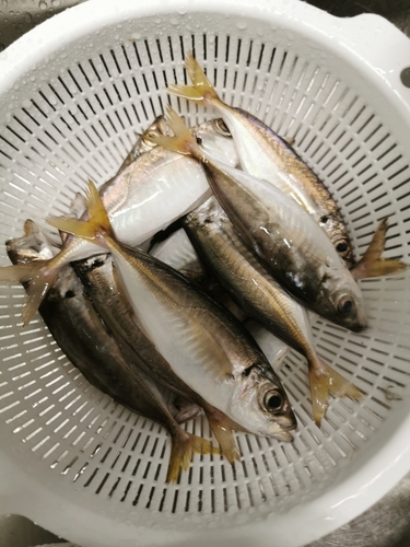 サバの釣果