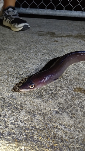 アナゴの釣果