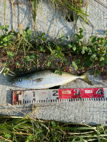 ワカシの釣果