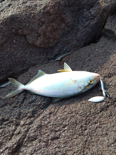 ショゴの釣果