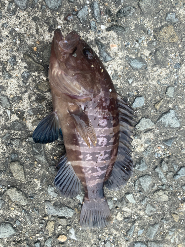 マハタの釣果