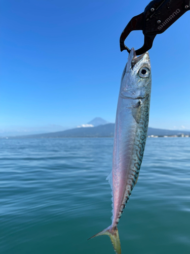 サバの釣果