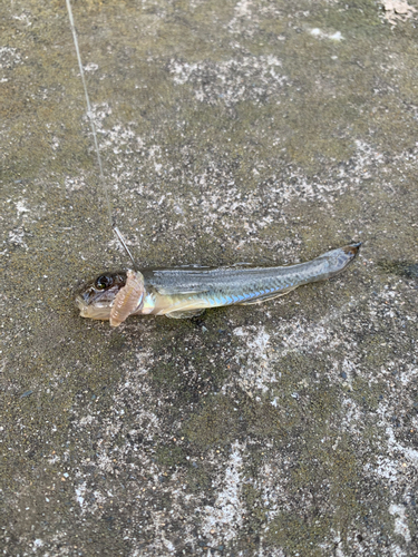 マハゼの釣果