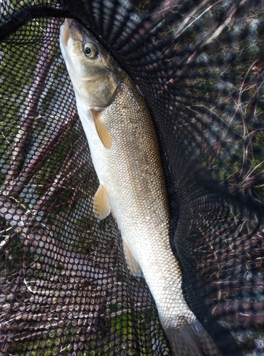 ウグイの釣果