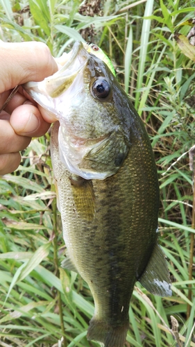 ラージマウスバスの釣果