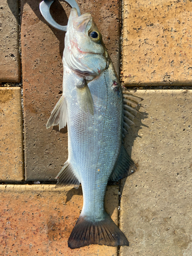 セイゴ（ヒラスズキ）の釣果