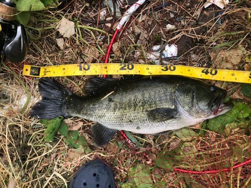 ブラックバスの釣果