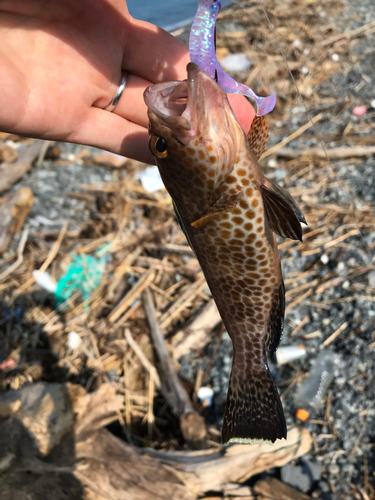 ソウダガツオの釣果