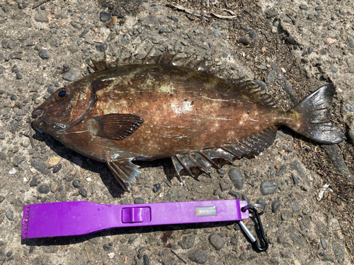 アイゴの釣果