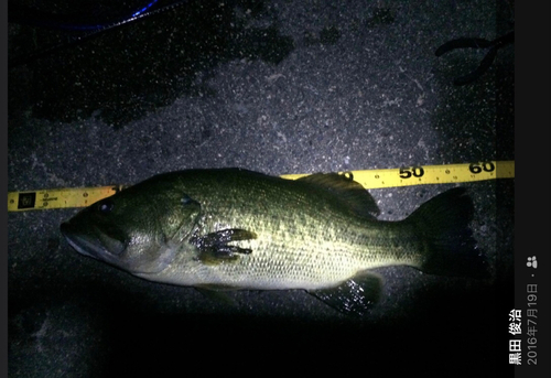 ブラックバスの釣果