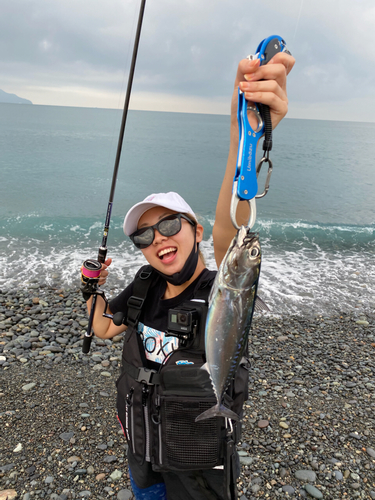 ソウダガツオの釣果