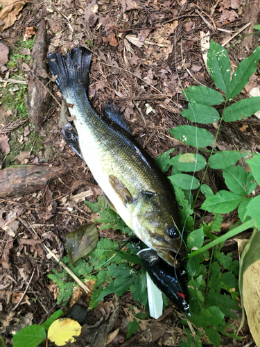 ラージマウスバスの釣果