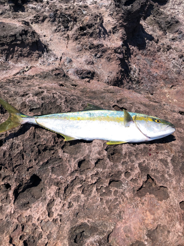 ヒラマサの釣果