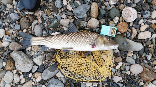 ニゴイの釣果