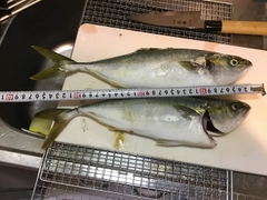 ワカシの釣果