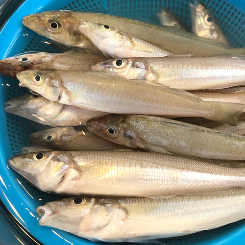 キスの釣果