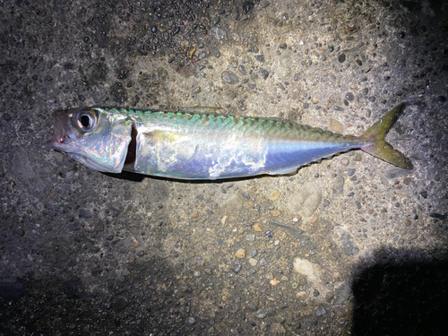 サバの釣果