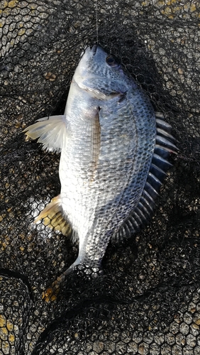 キビレの釣果