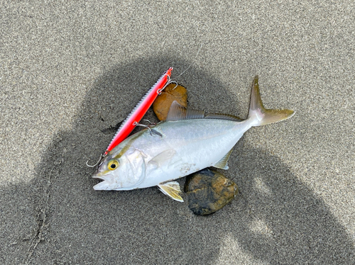 ショゴの釣果