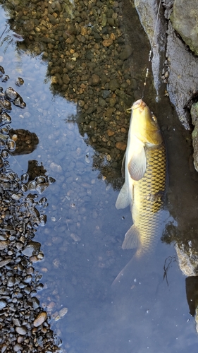 コイの釣果