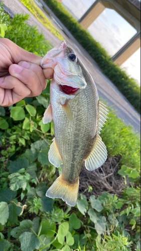 ブラックバスの釣果