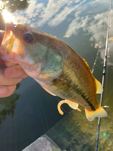 ブラックバスの釣果