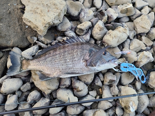 チヌの釣果