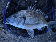 ミナミクロダイの釣果