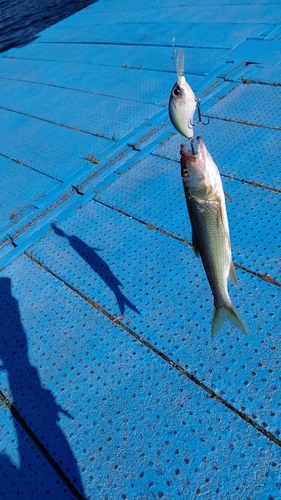 ハスの釣果