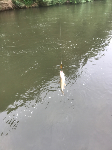 ウグイの釣果