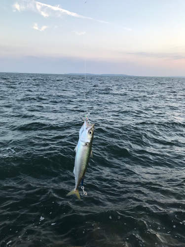 サバの釣果