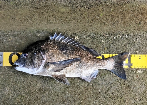 チヌの釣果