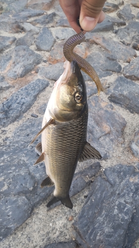 ニゴイの釣果