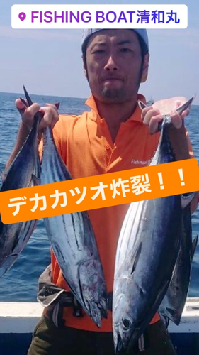 カツオの釣果